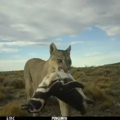 Puma in Italia? No! Conosci i veri predatori e la sicurezza in montagna