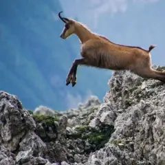 Animali Montagna Italia: Guida Avvistamenti Alpi e Appennini