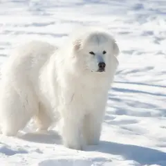 Cane da Montagna dei Pirenei: guida completa per un gigante gentile