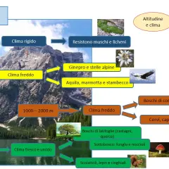 Flora e Fauna Montana: Guida Completa alla Biodiversità Italiana