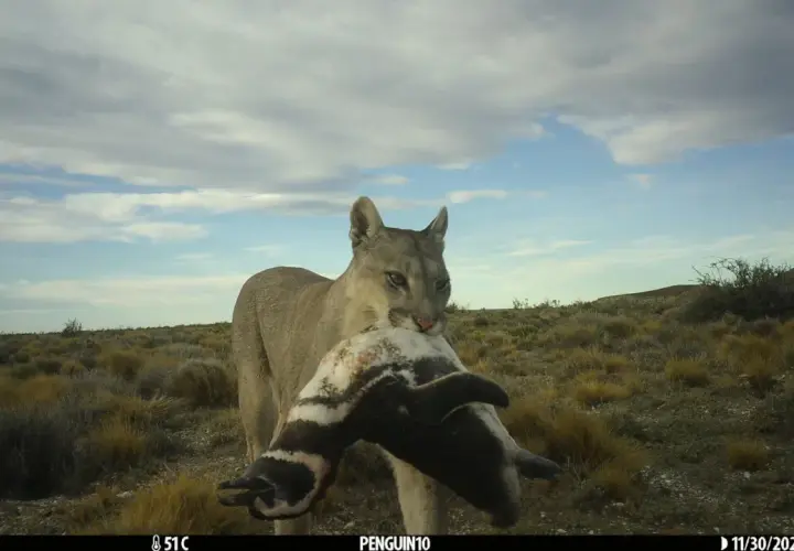 Puma in Italia? No! Conosci i veri predatori e la sicurezza in montagna