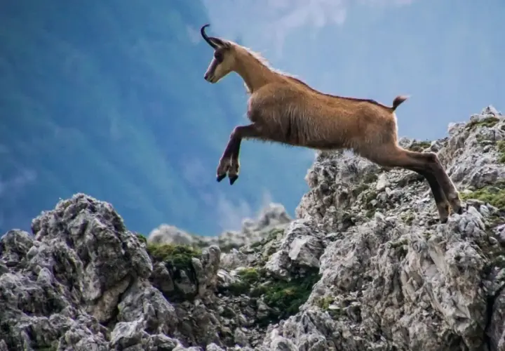 Animali Montagna Italia: Guida Avvistamenti Alpi e Appennini