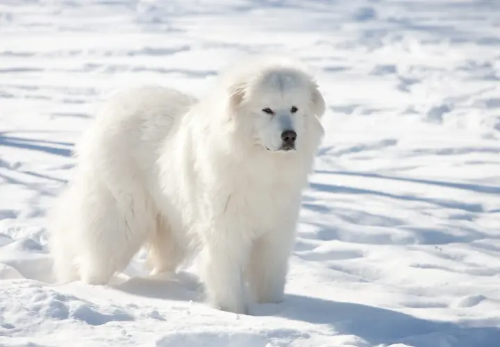 Cane da Montagna dei Pirenei: guida completa per un gigante gentile