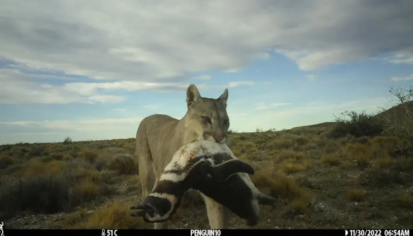 Puma in Italia? No! Conosci i veri predatori e la sicurezza in montagna