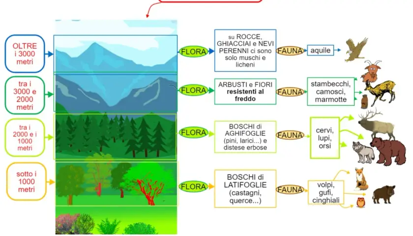 Flora e Fauna Montagna: Guida Completa | Alpi e Appennini