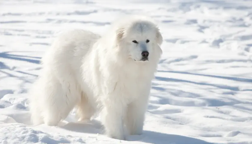 Cane da Montagna dei Pirenei: guida completa per un gigante gentile