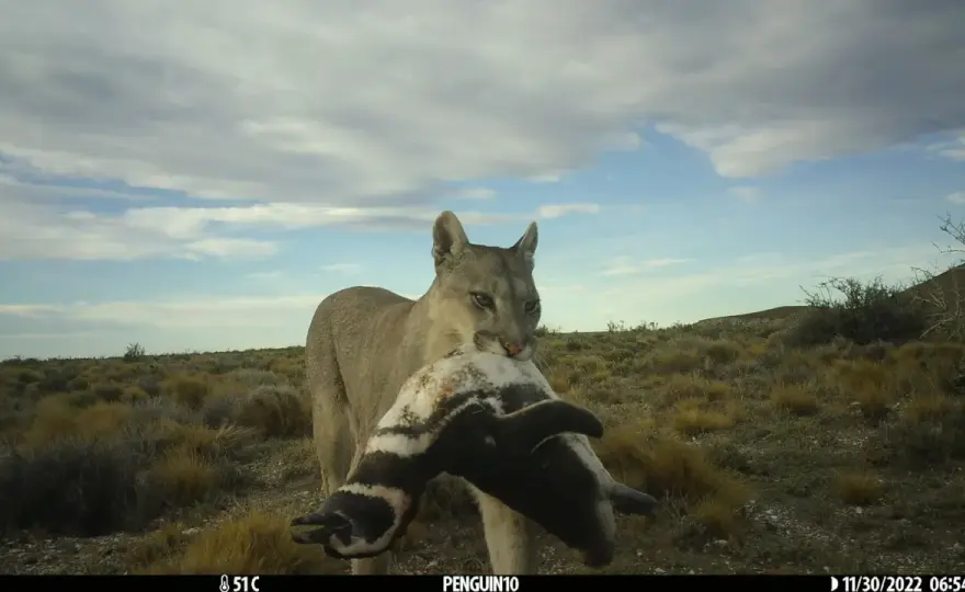 Puma in Italia? No! Conosci i veri predatori e la sicurezza in montagna