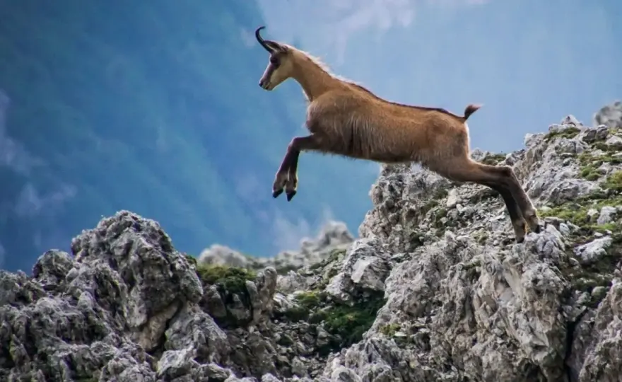 Animali Montagna Italia: Guida Avvistamenti Alpi e Appennini
