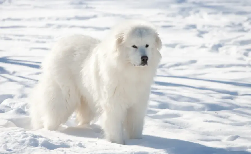 Cane da Montagna dei Pirenei: guida completa per un gigante gentile